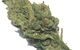 View full size image Alpha Kush